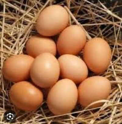 Desi eggs 