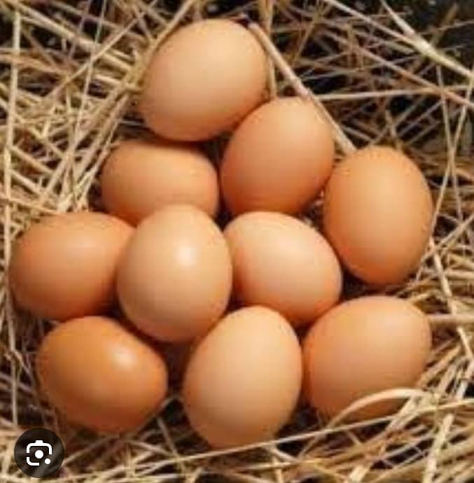 Desi eggs  0