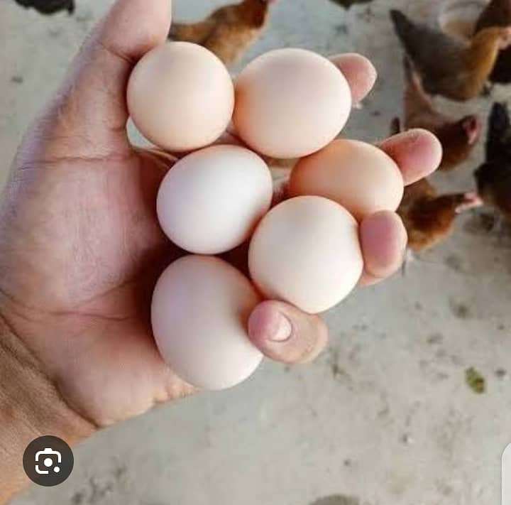 Desi eggs  1