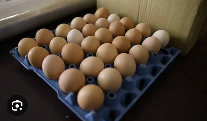 Desi eggs  4