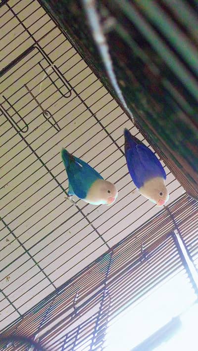 Opaline love birds (read add 1st then contact )