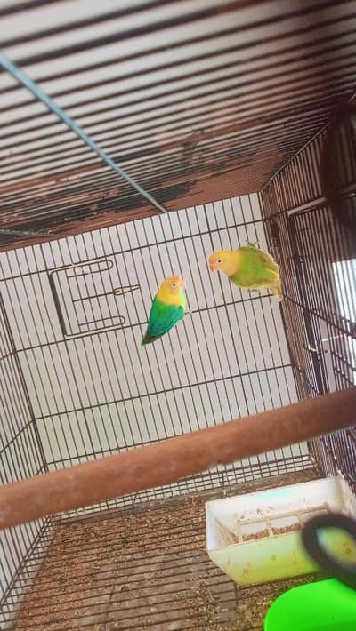 Opaline creamino decino  love birds (read add 1st then contact )