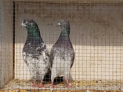 kasoori pair for sale