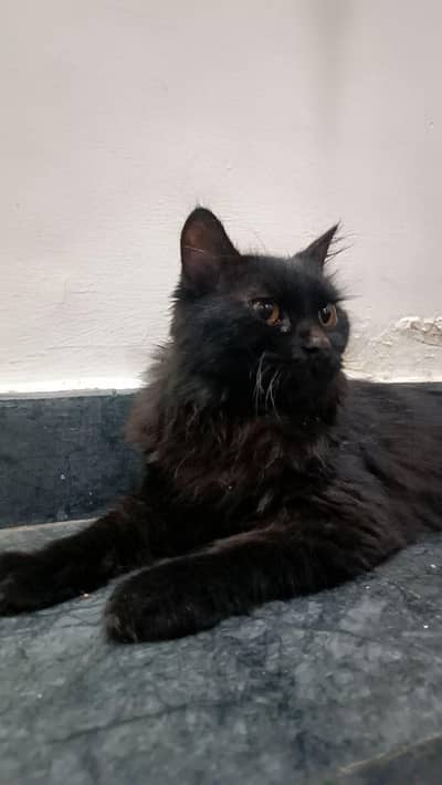 Looking for a loving new home for this gorgeous black Bombay cat