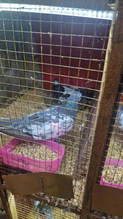 breeder pair for sale