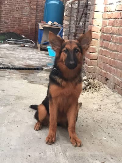 German shepherd dog long cord