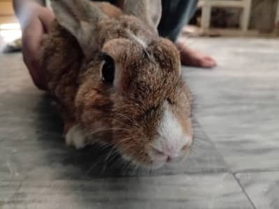 Rabbit beautiful friendly with baby's