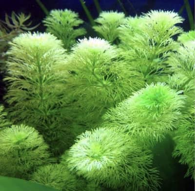 Live aquatic plants for sale