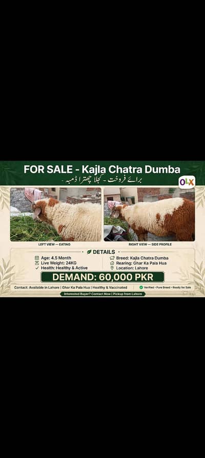 Kalam nasal ka chtra