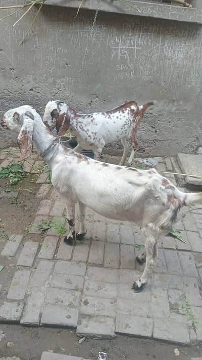 pregnant Dessi goats | Soona wali Bakri | Daasi Bakri |