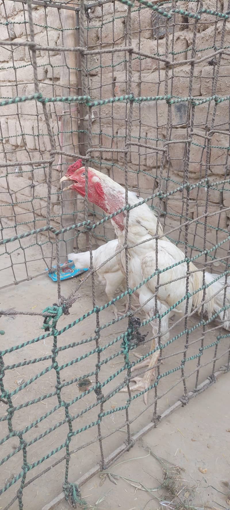 for sell 0