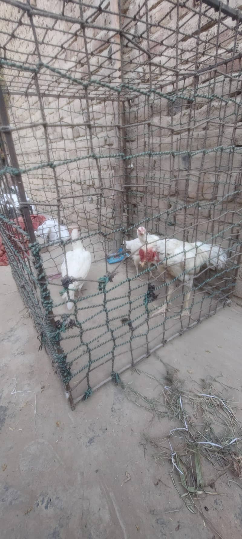 for sell 1