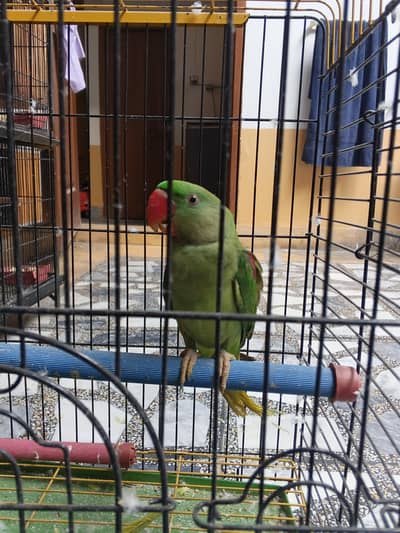 Raw Parrot Male