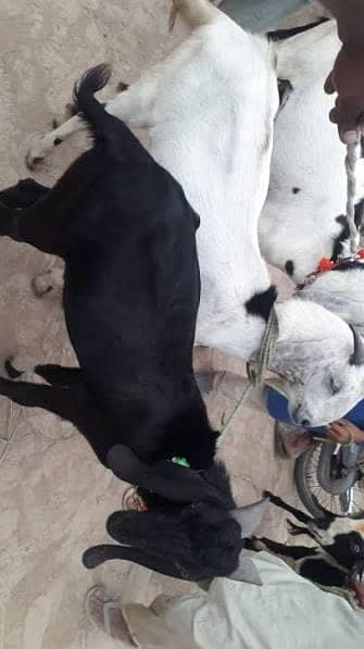 Dasi Bakray 0