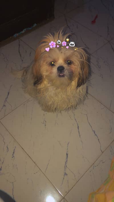 Shihtzu female 12 months home breed