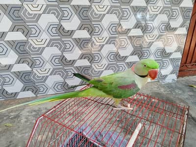 Raw Pahari Male For sale