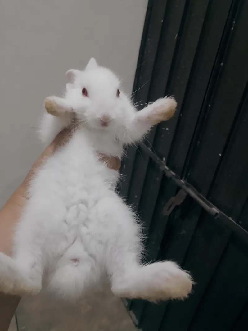 Rebbit baby for sale White colour and red eyes. pair of two Rebbit — photo 2