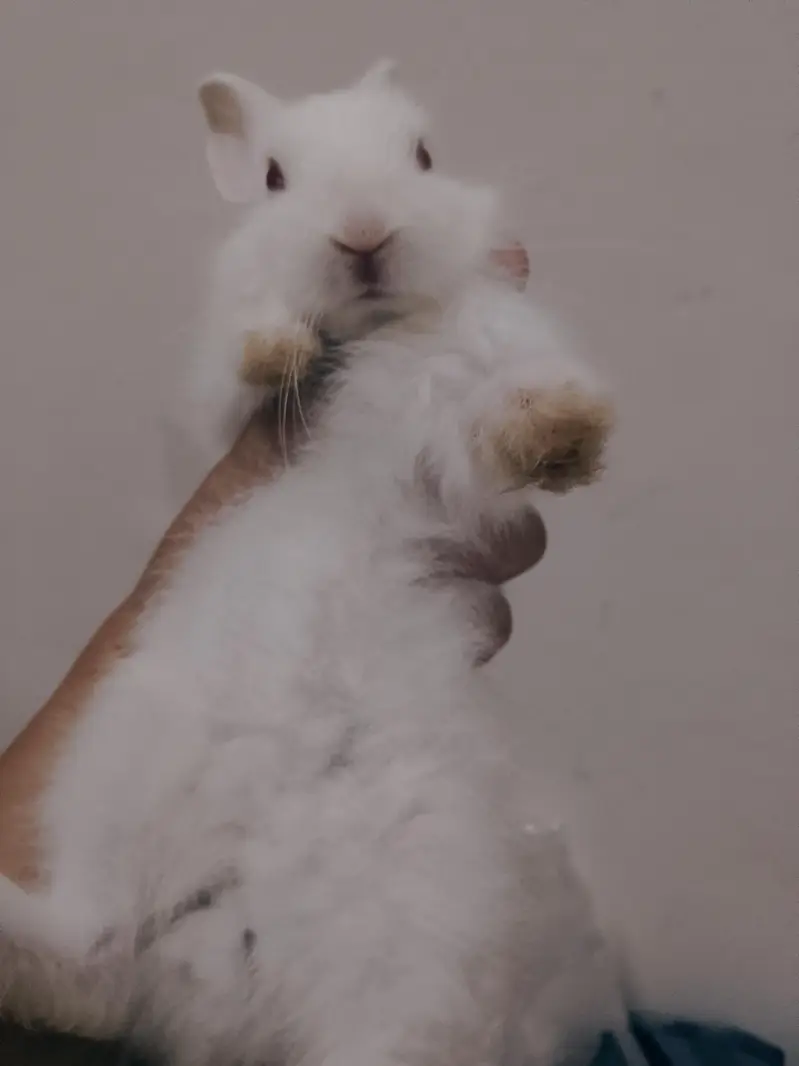 Rebbit baby for sale White colour and red eyes. pair of two Rebbit — photo 3