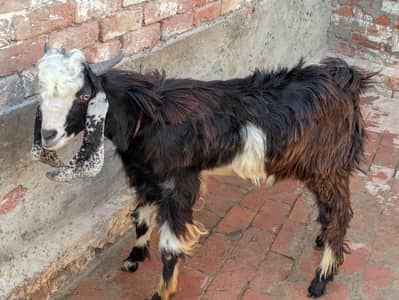 Kashmiri dasi bakra