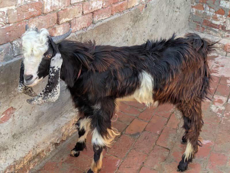 dasi bakra 0