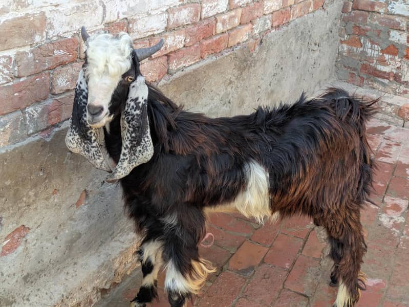 dasi bakra 1