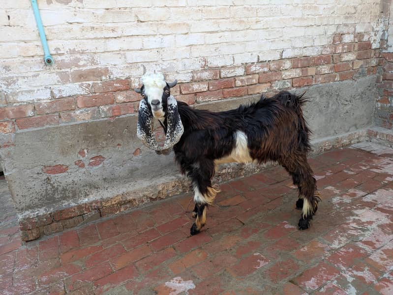 dasi bakra 2