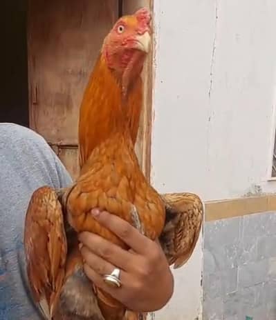 Pela Aseel Murga For Sale –