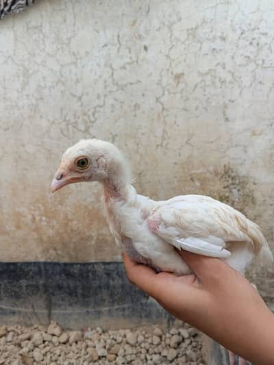 White Aseel chicks