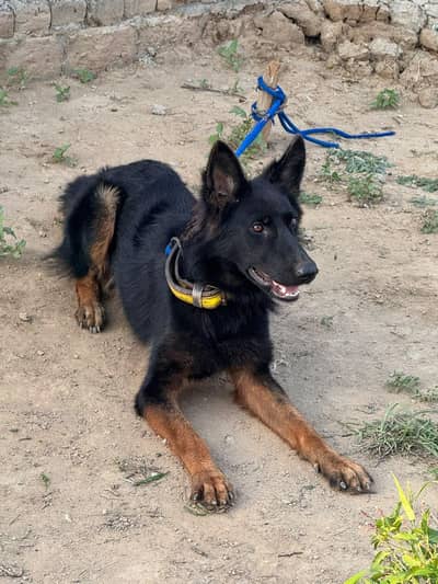 German shepherd female dog