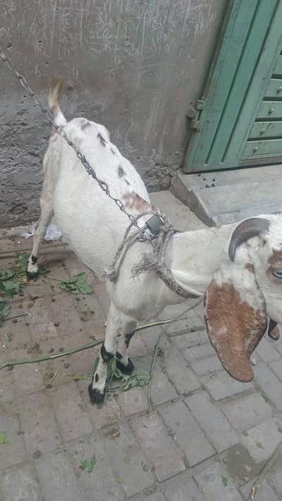 2 pregnant Dessi goats | 2 Soona wali Bakri | Daasi Bakri | nasli bakr