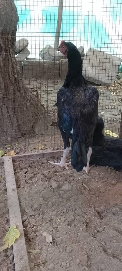 Lasani Aseel Chicks