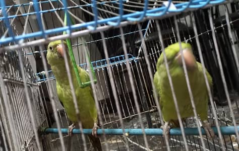 parrots