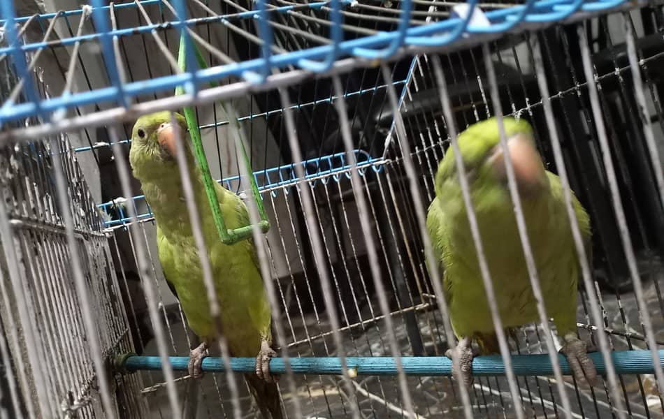 parrots 0