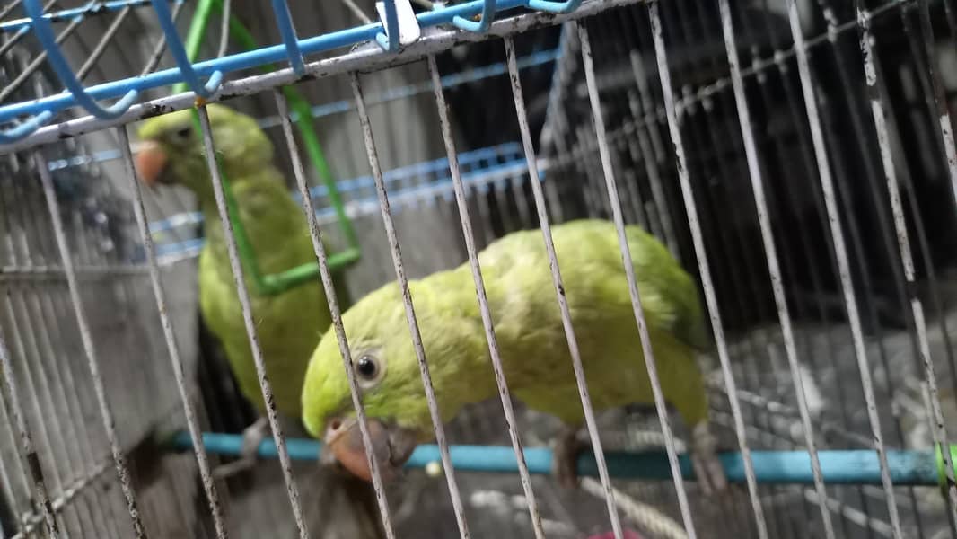 parrots 1