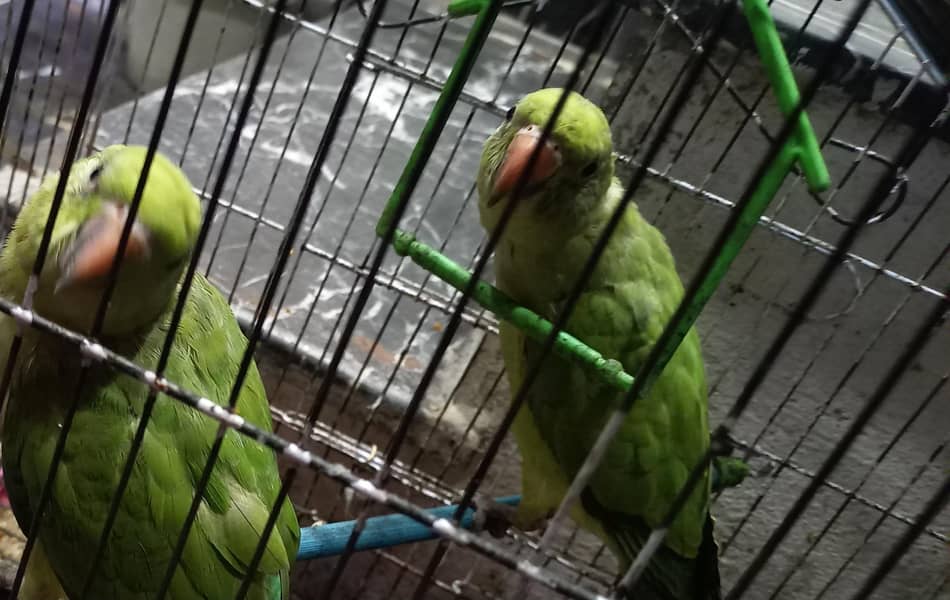 parrots 2