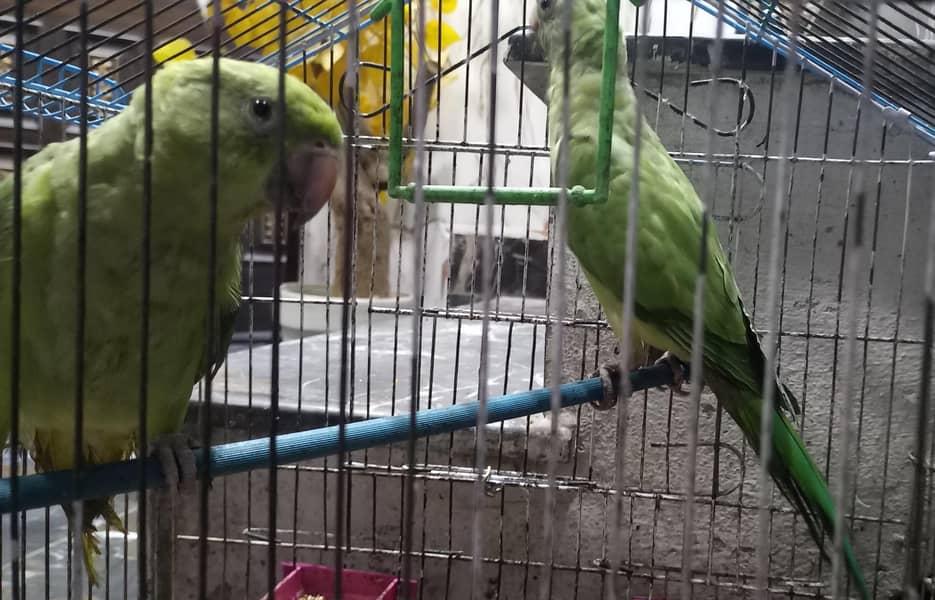 parrots 3