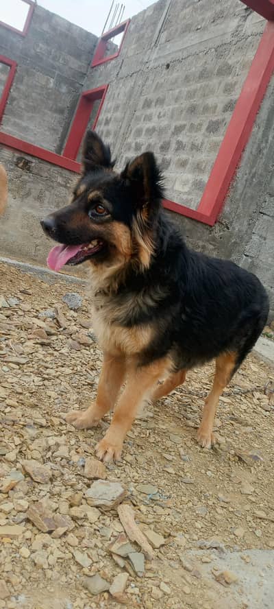 German shepherd pair for sale