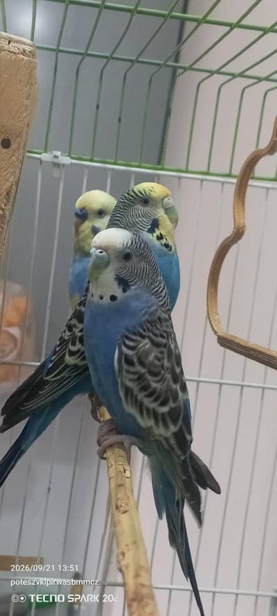 Budgies for sell (No Cage)