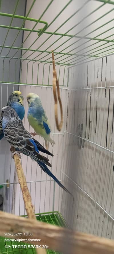 Only Cage for sell with breeding box