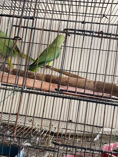 breeding setup