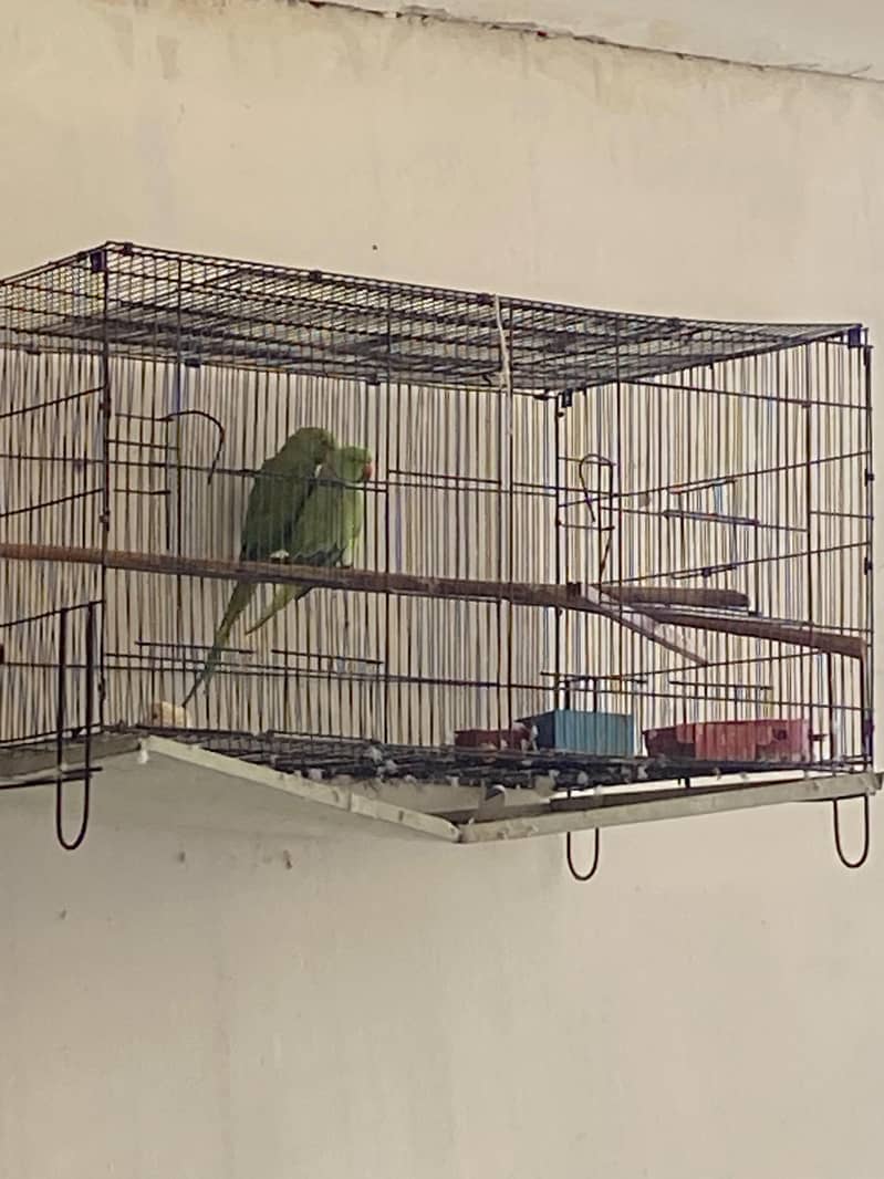 breeding setup 4