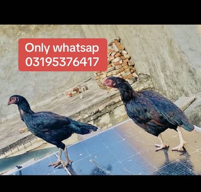 2 aseel murgi ha ak Thai nasal ki or ak amroha mushki ha 03195376417