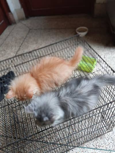 purcian kitens