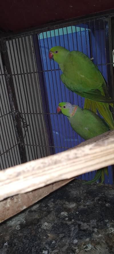 ringneck pair hai breeder pair hai final 12000
