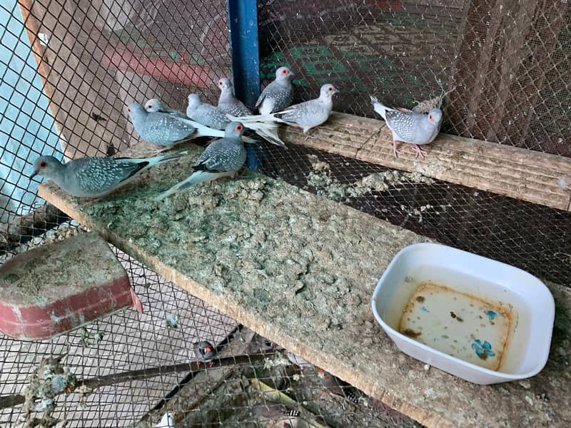 chaina doves 0