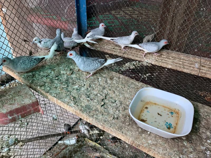 chaina doves 1
