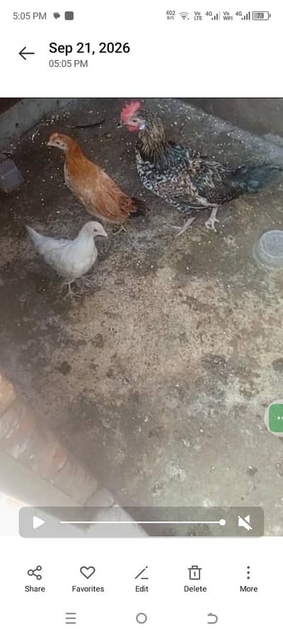 desi hens