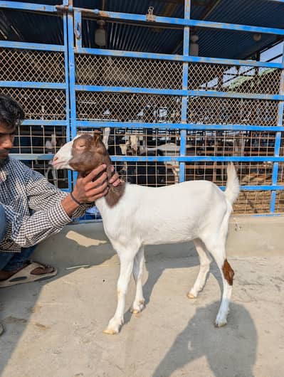 Teddi bakri 2