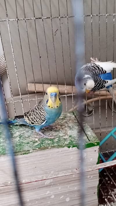 Australian Parrots Breeder pair with Cage