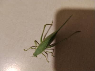 Beautiful Live Green Katydid Insect for Sale خوبصورت ہرا کیٹیڈڈ